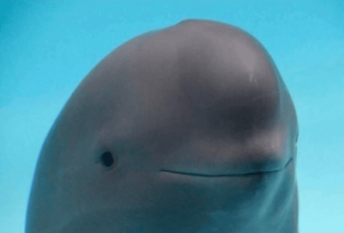 Awkward beluga