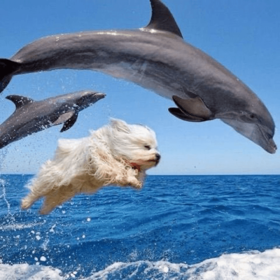 Dog with dolphins