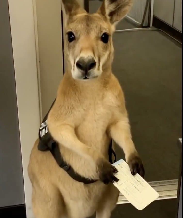 Kangaroo Holding Boarding Pass