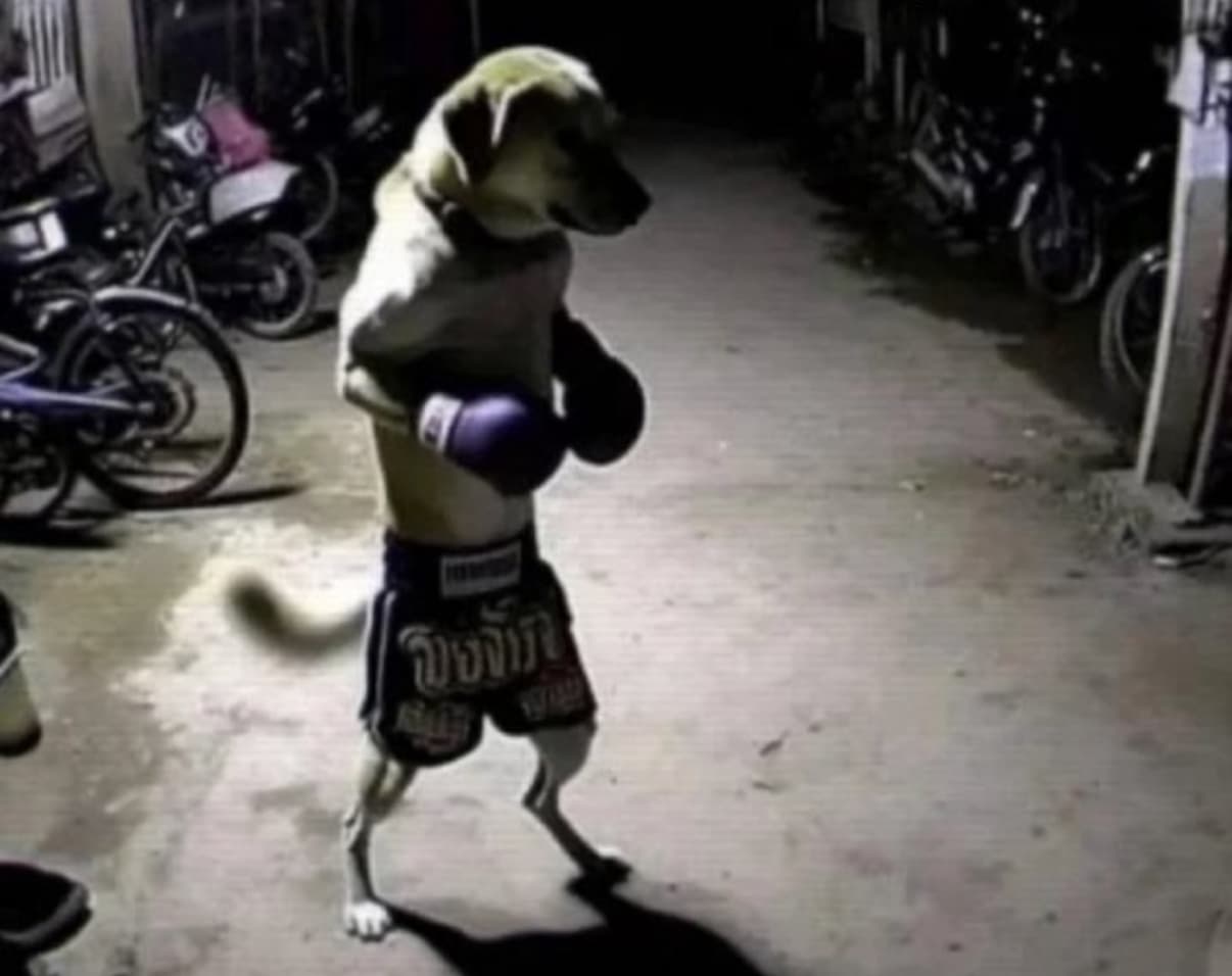 Dog doing karate