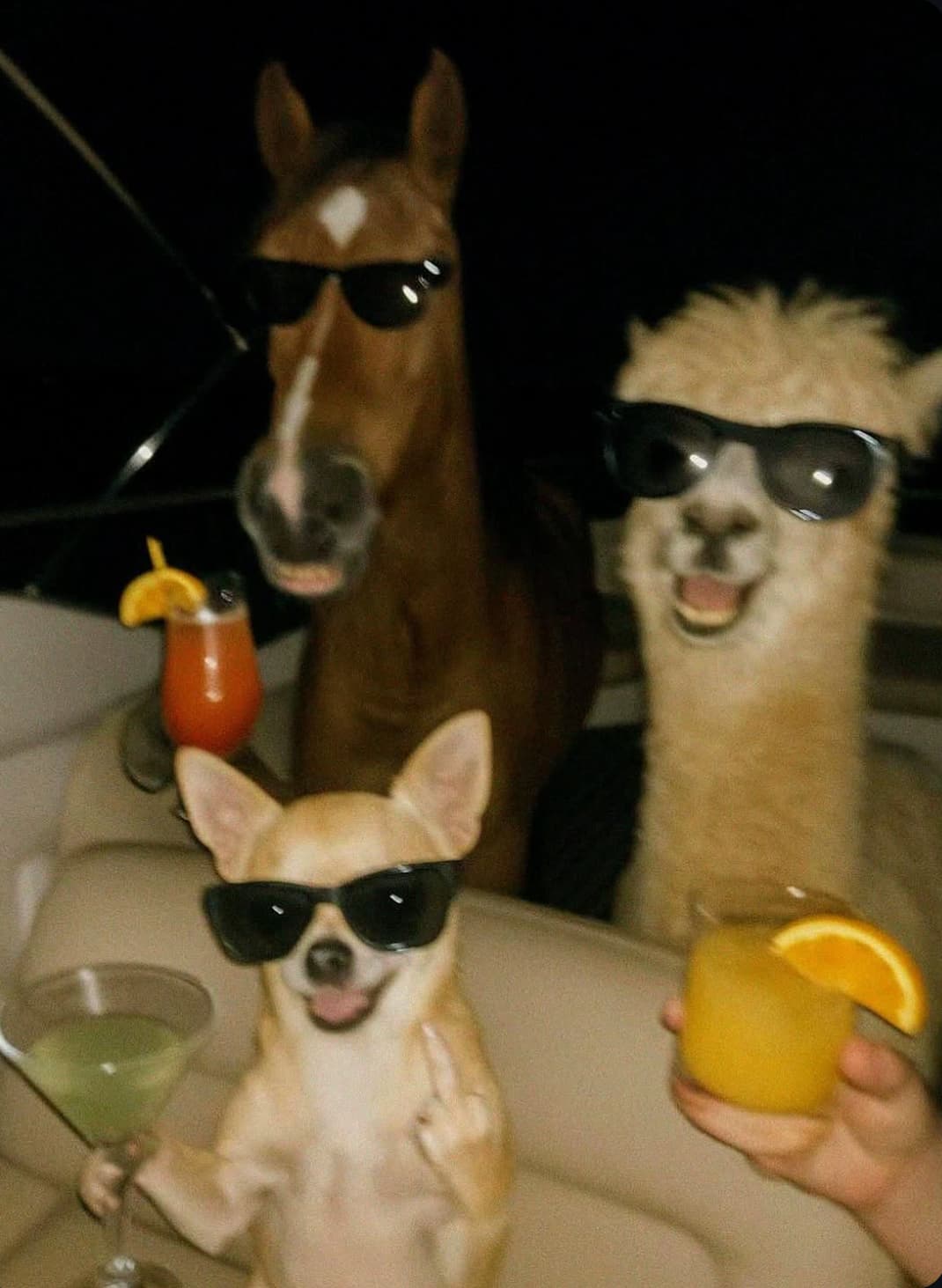 Dog, Horse & Llama drinking