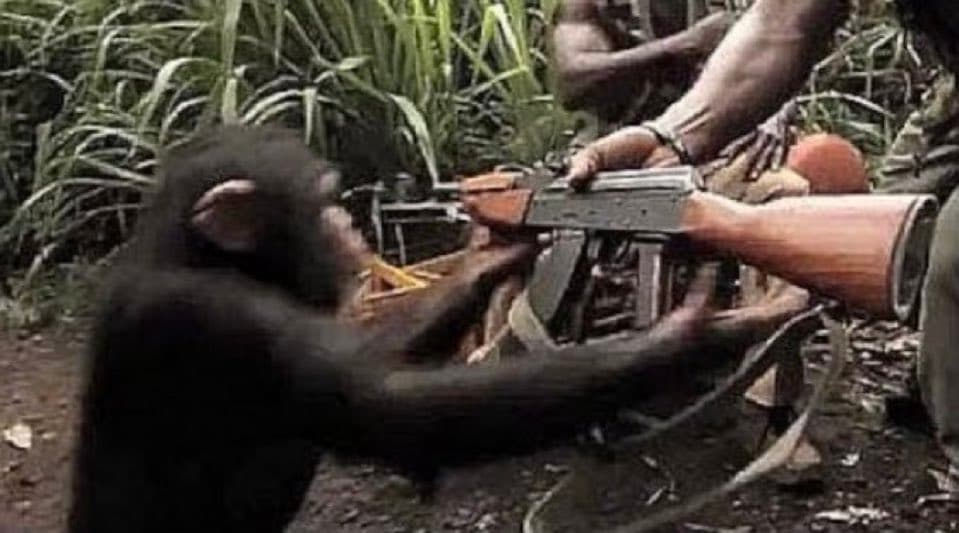 Giving a monkey a gun