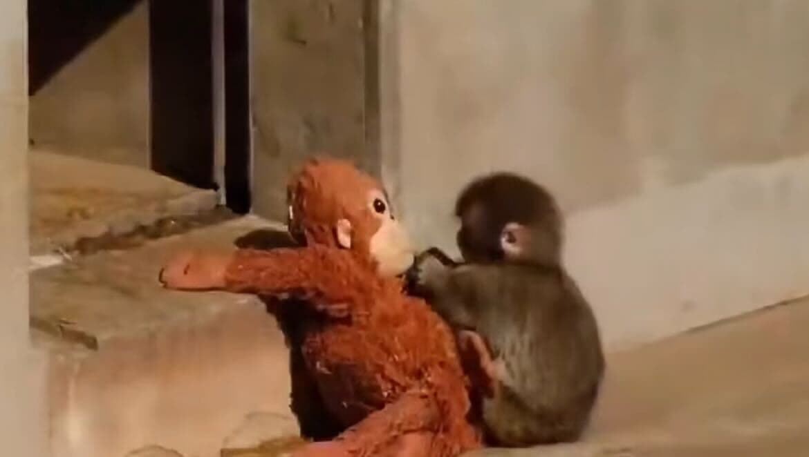 Punch The Monkey & His Plush Orangutan