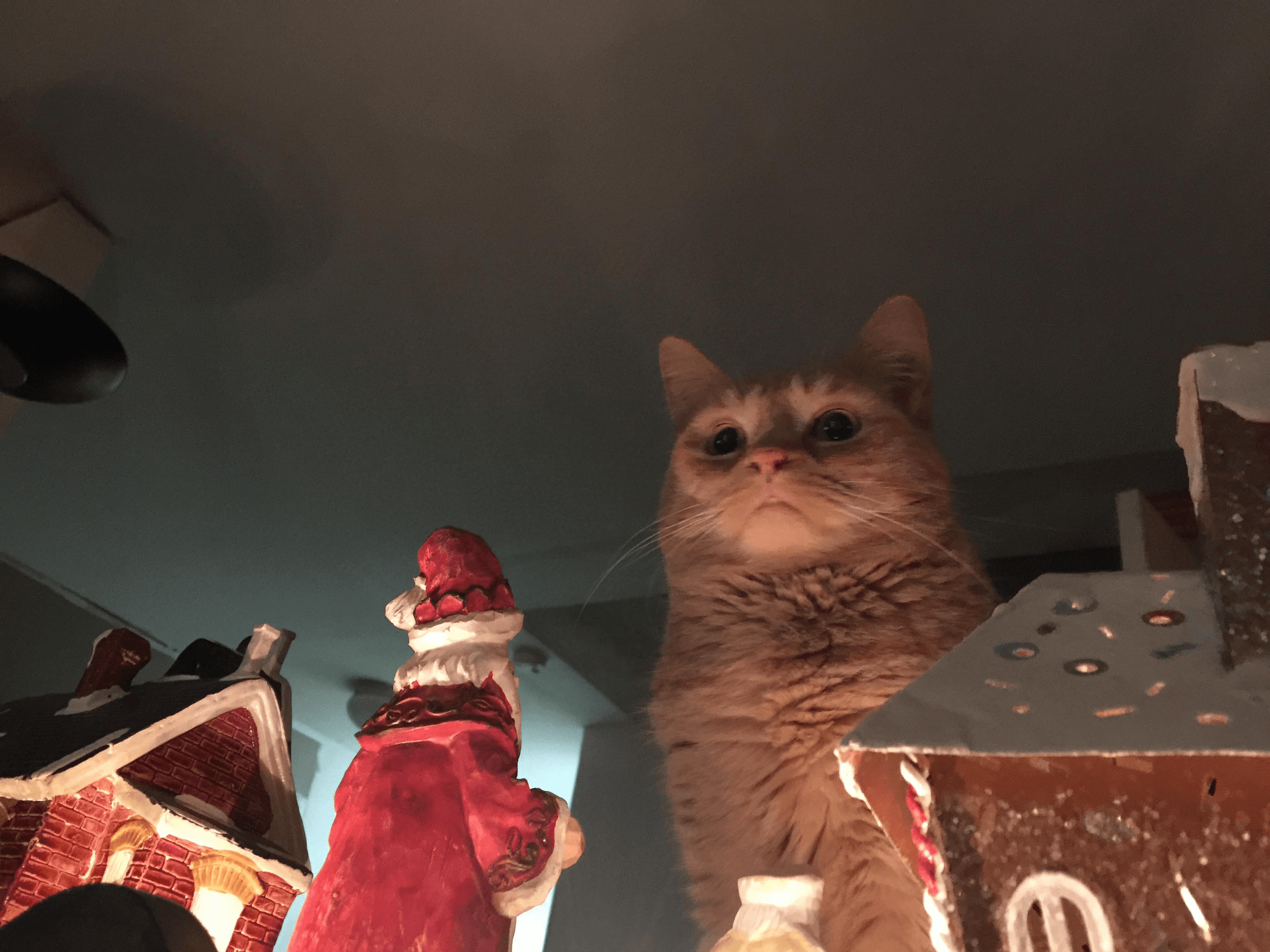 "pathetic" cat full image