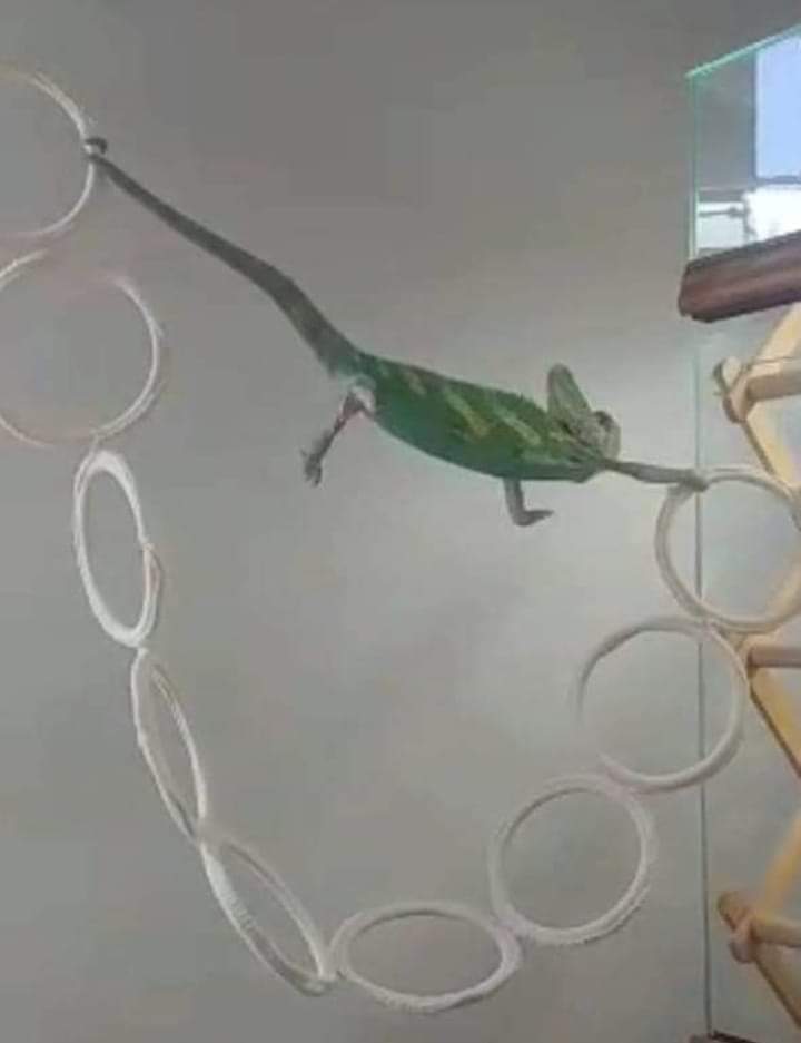Chameleon holding on