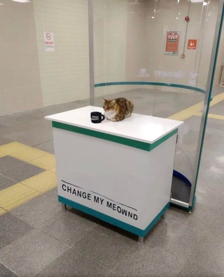Change my meownd cat