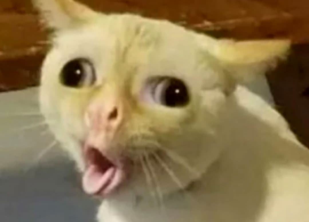 Coughing cat