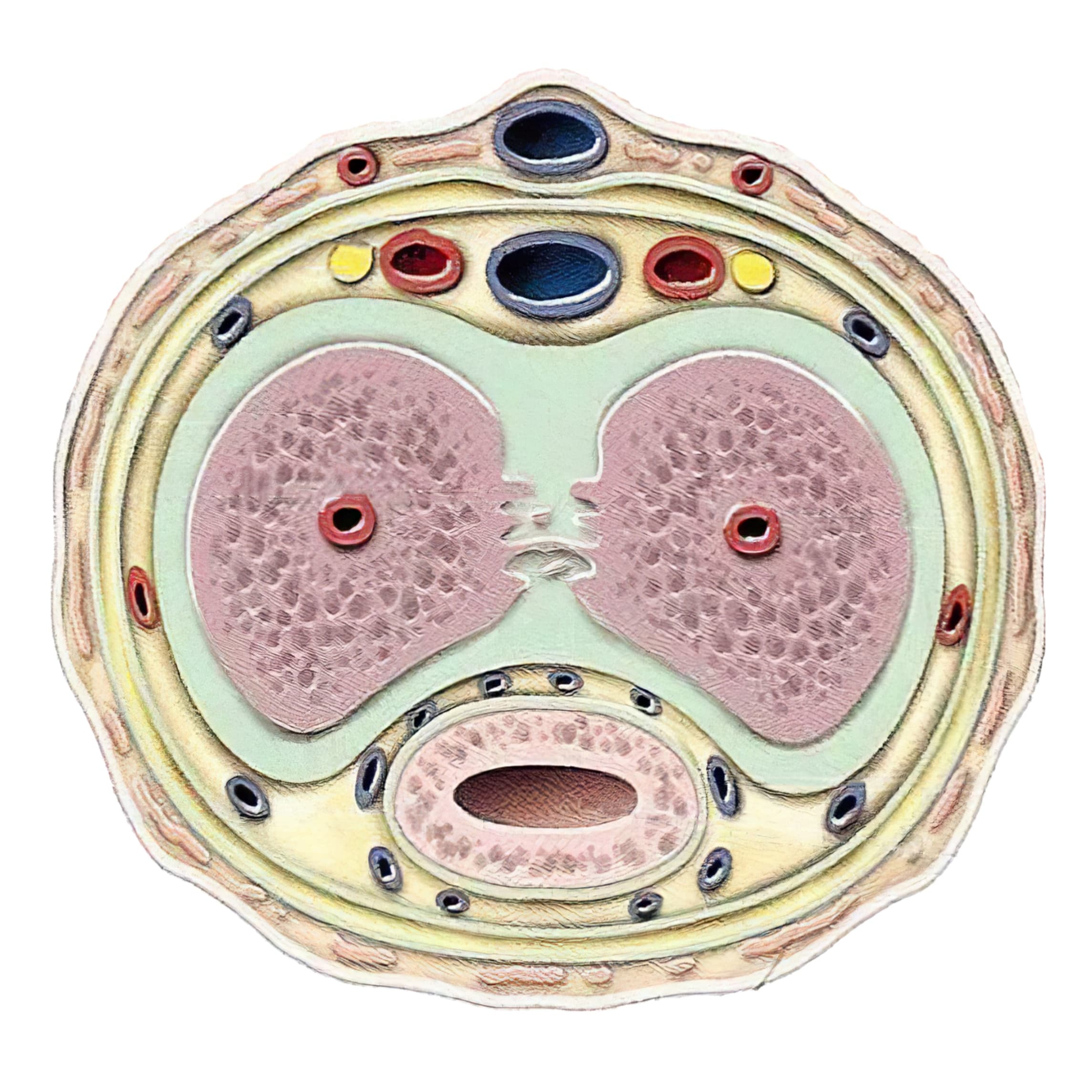 Coupe transversale penis