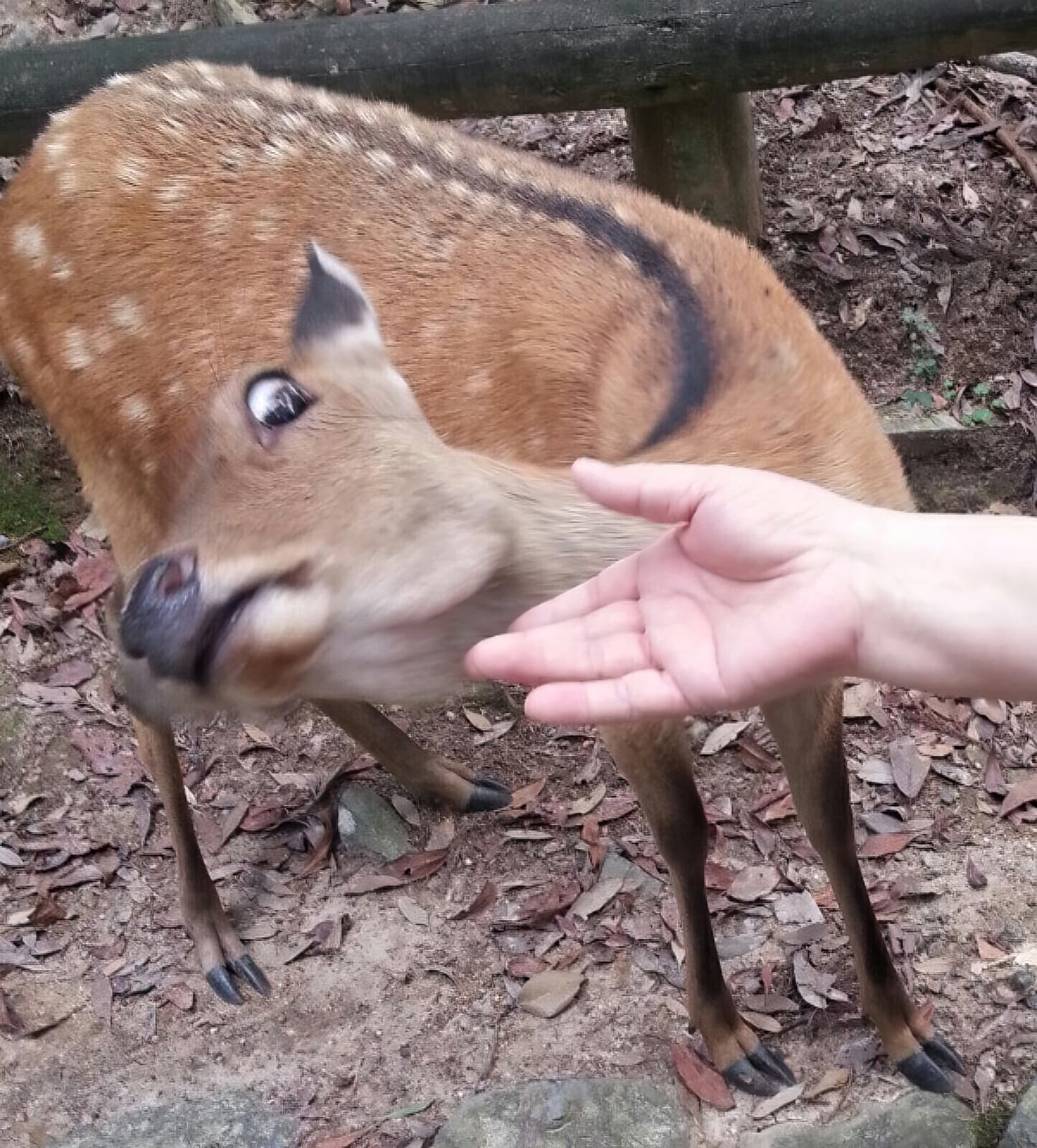 Deer afraid of hand template biche faon bambi peur