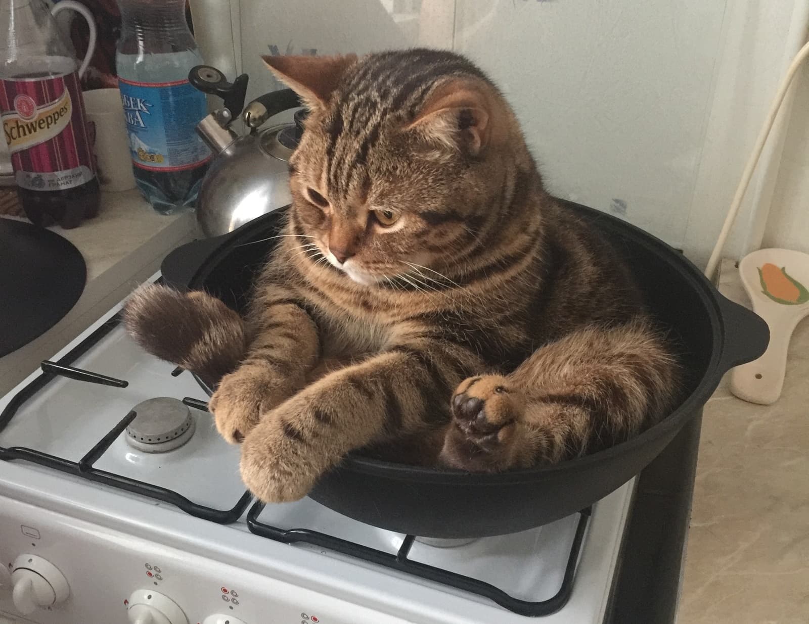 Cat in pot on stove