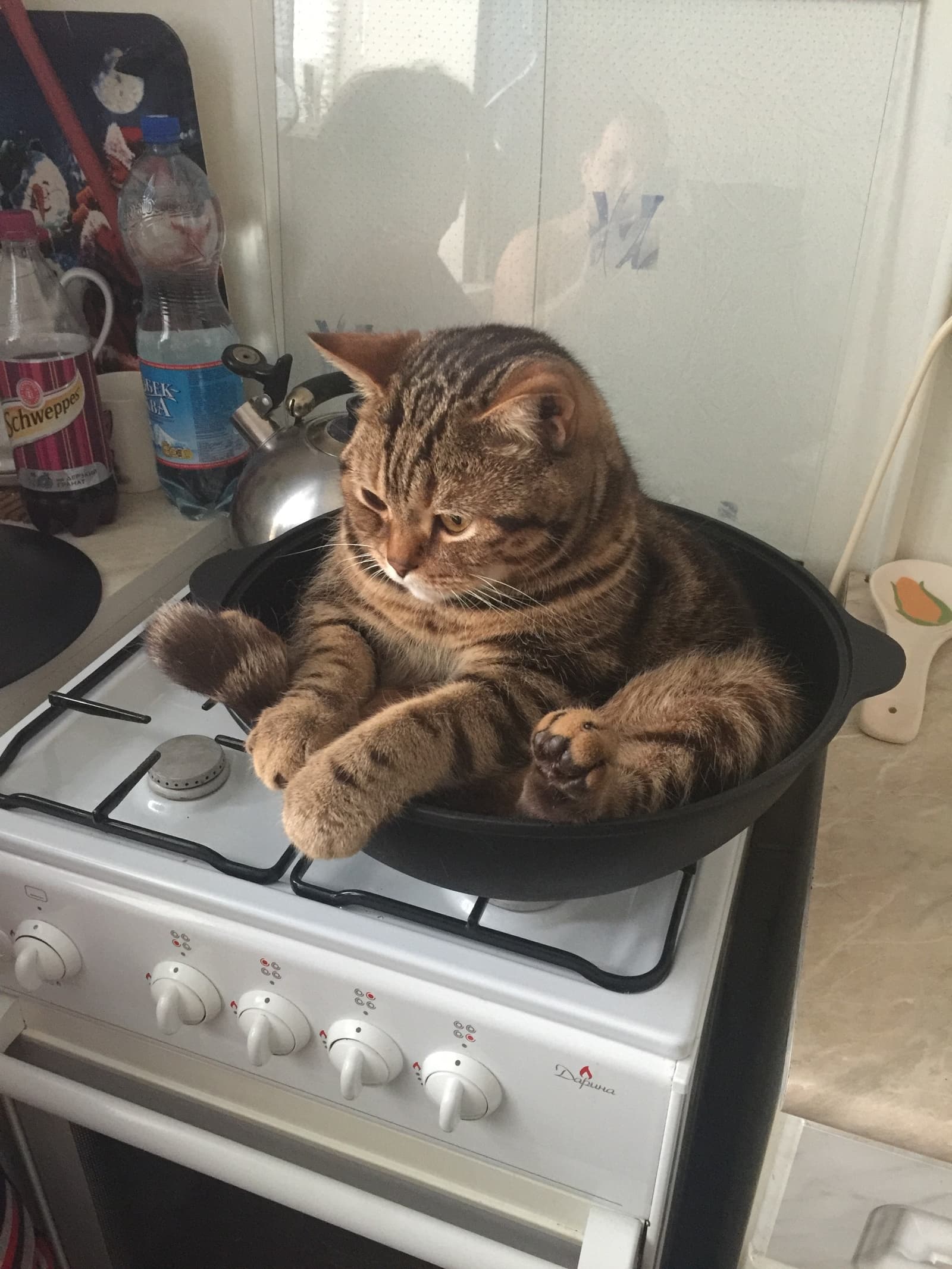 Cat sitting in pot on stove