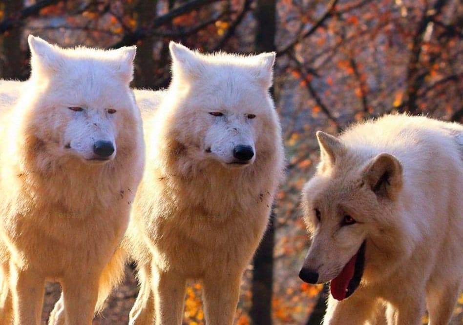 Three wolves laughing
