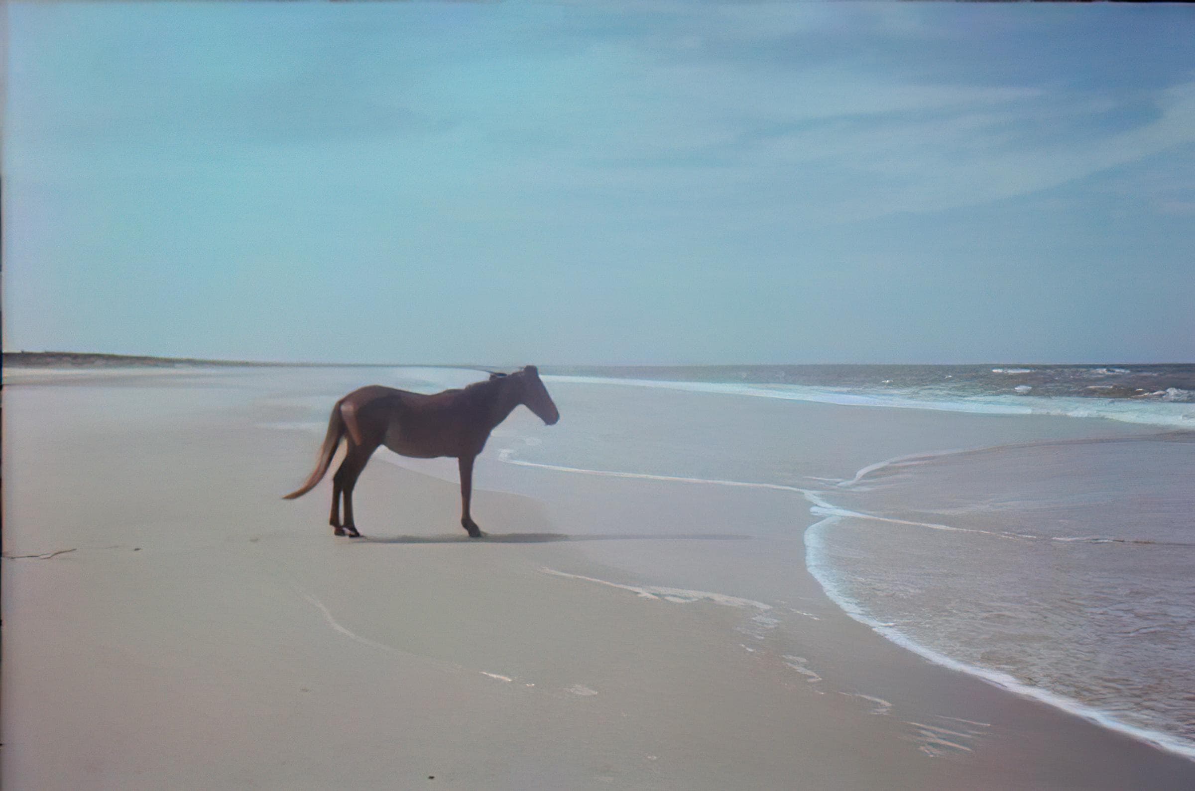 Horse standing on beach