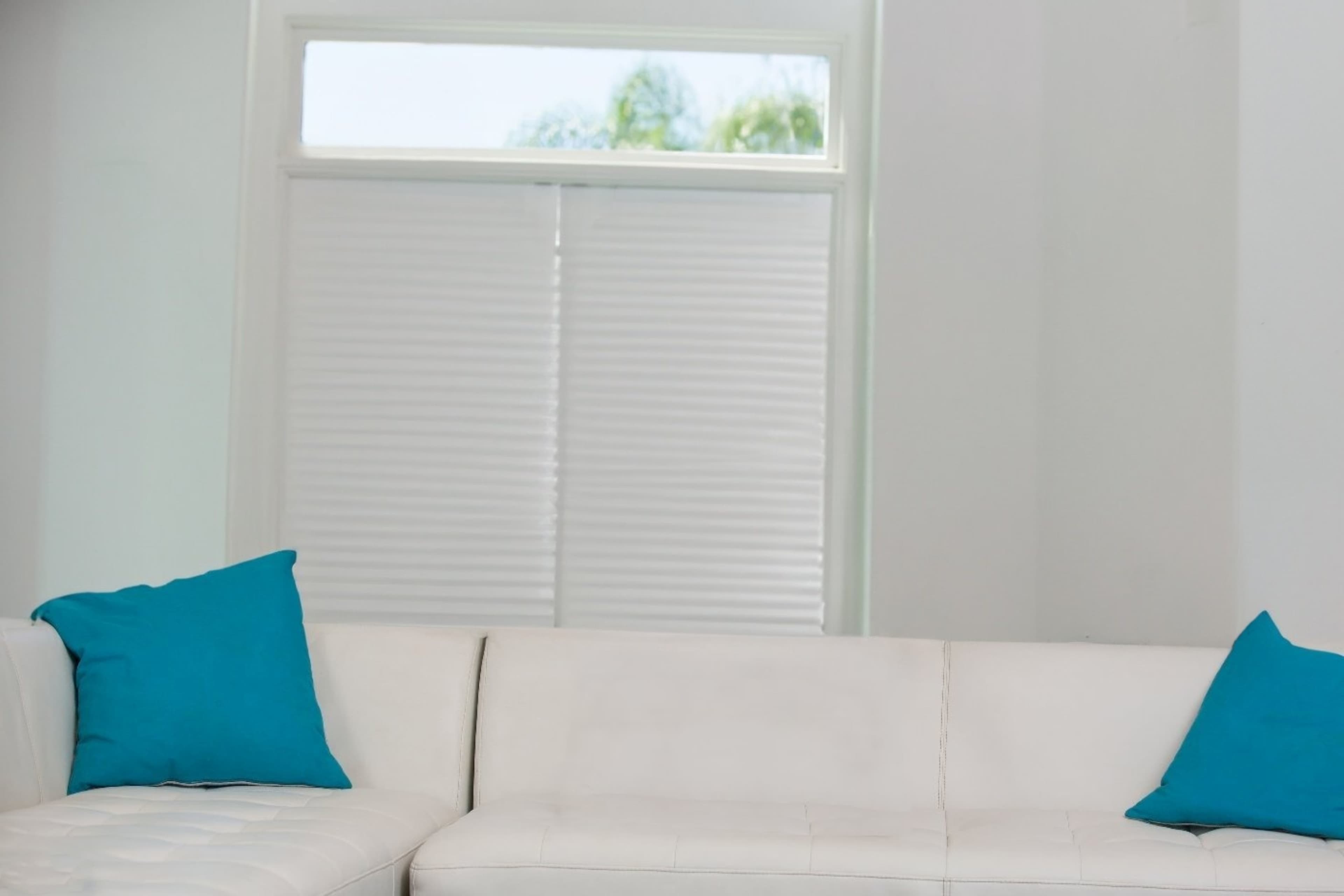 Piper perri surrounded