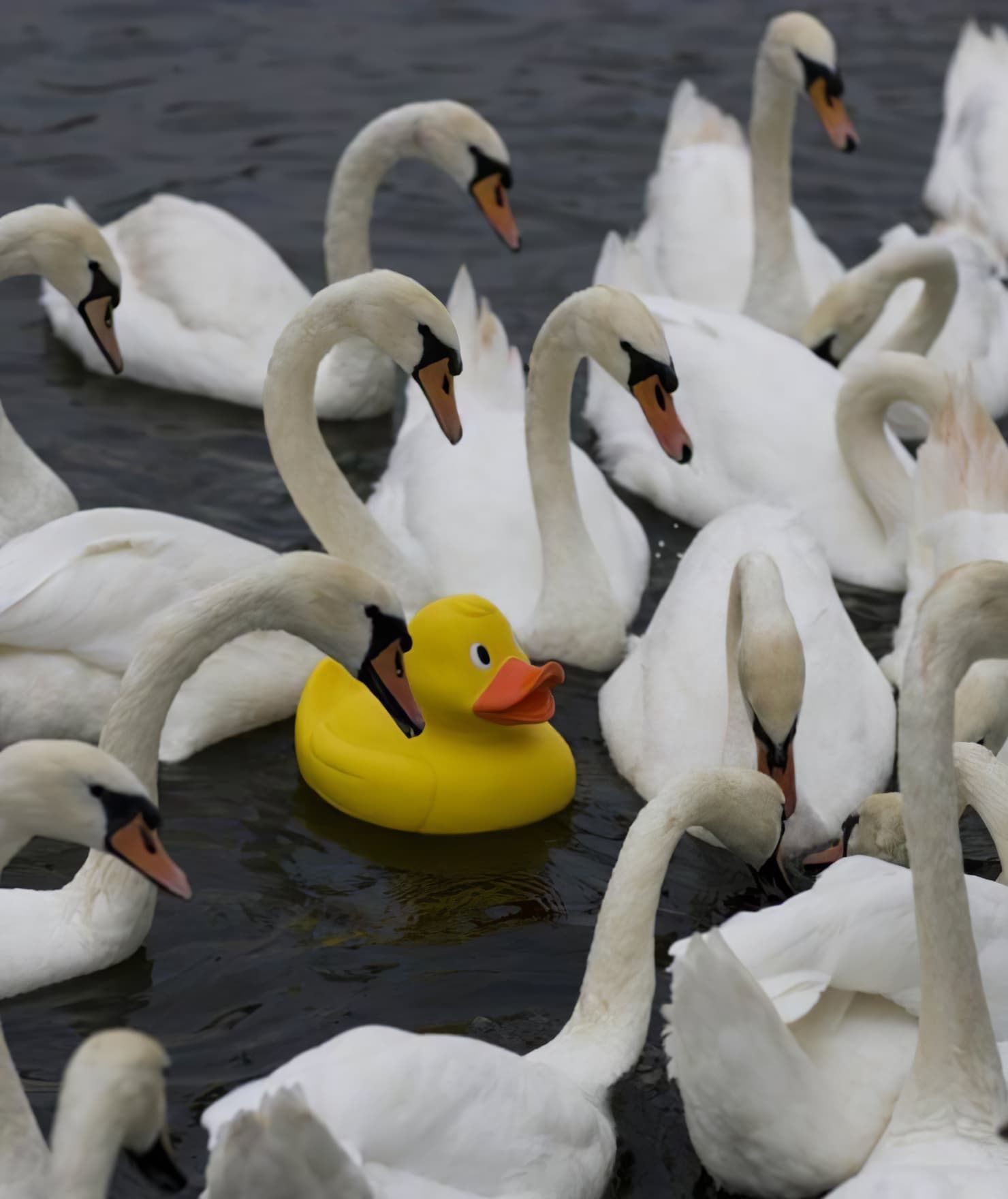Rubber duck surrounded by swans