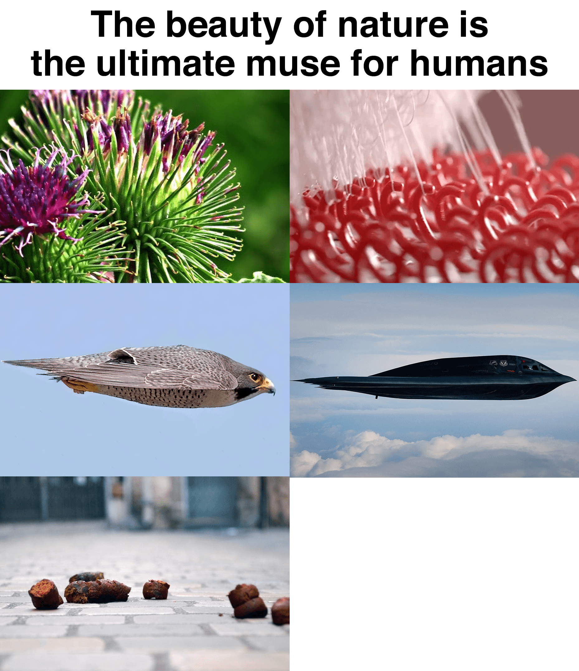 Nature inspired design comparison