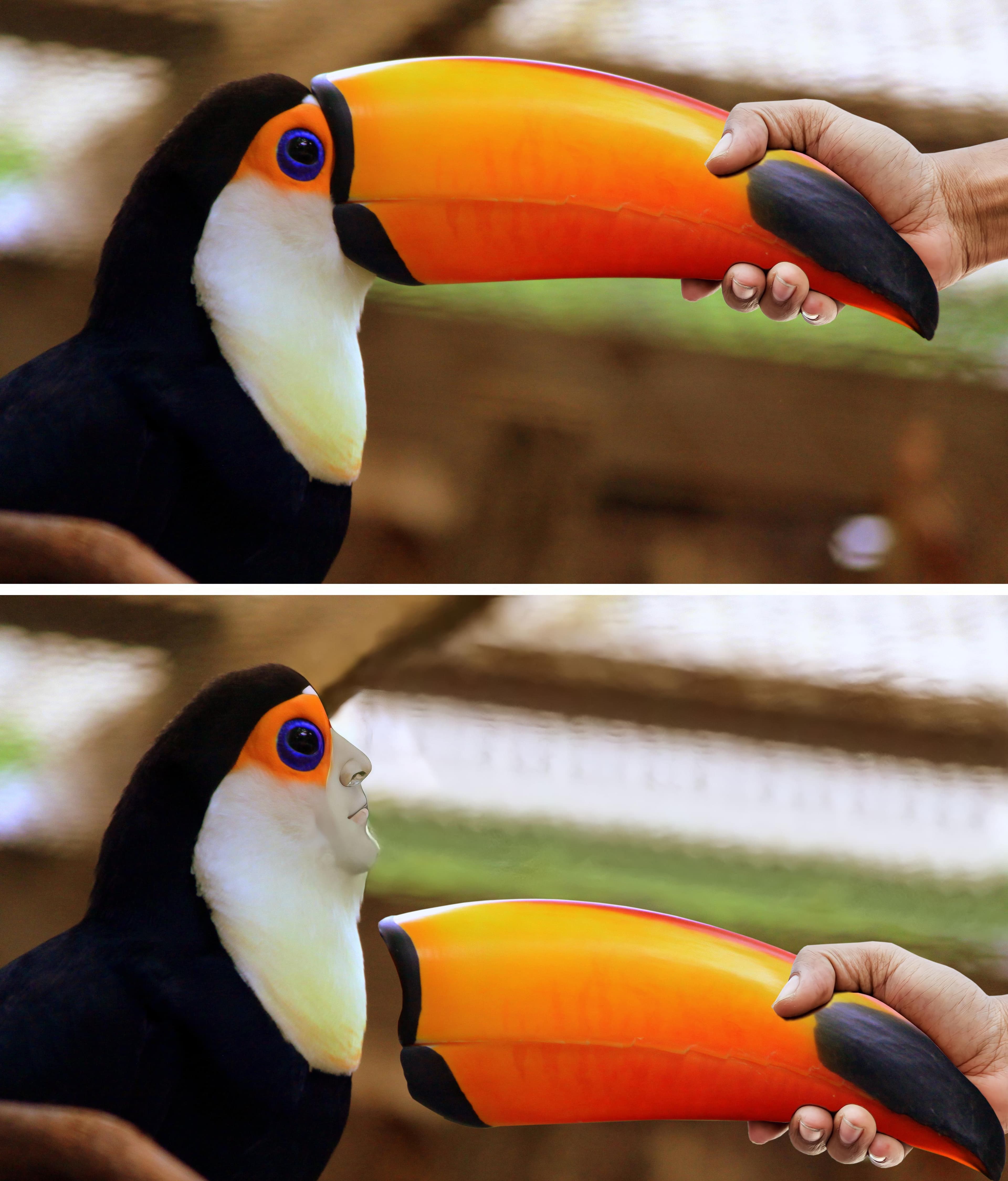 Toucan broken beak