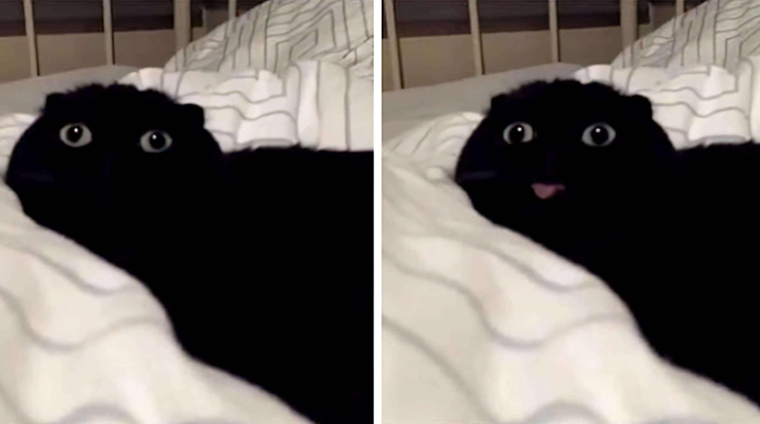 Black cat blep