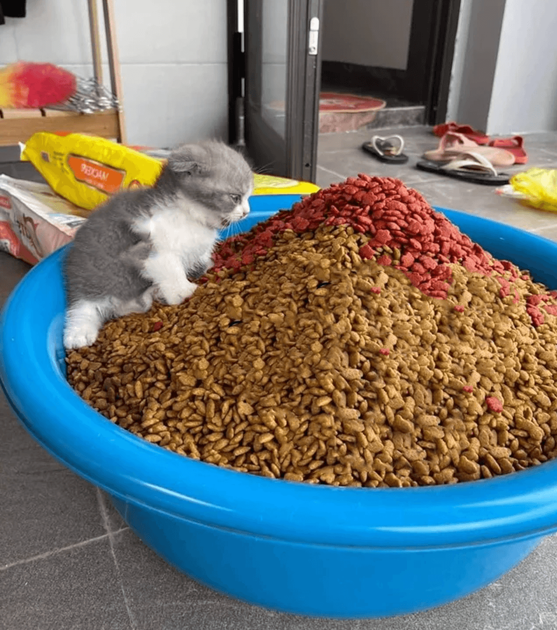 Kitten giant food bowl