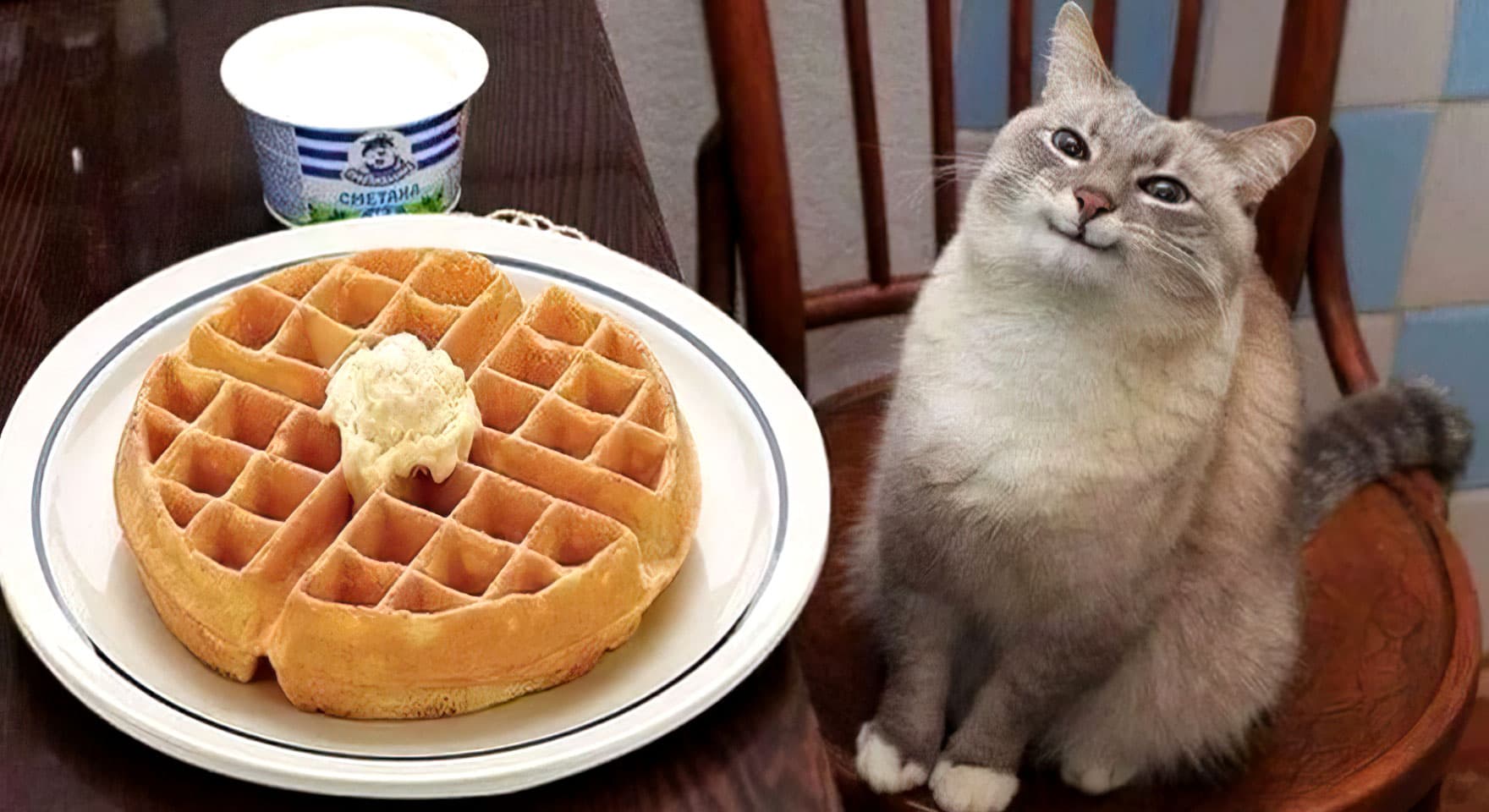 Polite cat looking at waffle