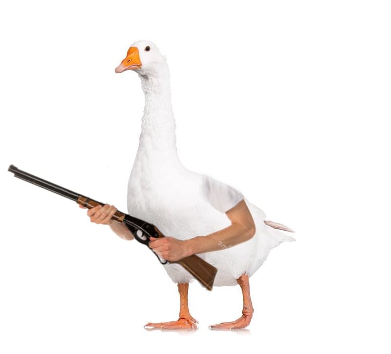 Goose with gun