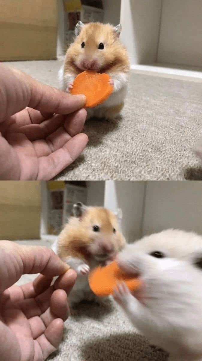 Hamster stealing carrot