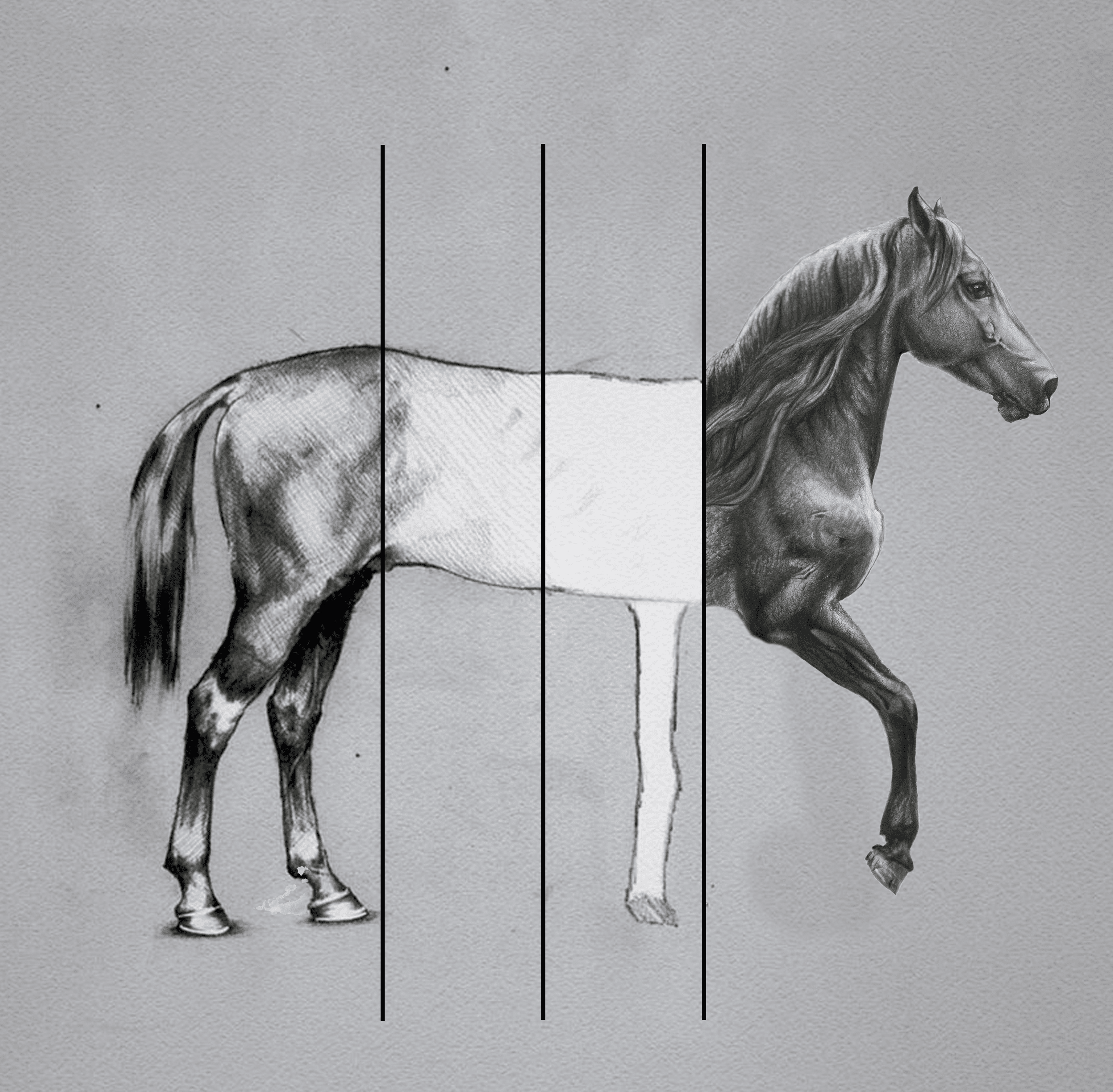 Horse realistic draw sketch horse v2