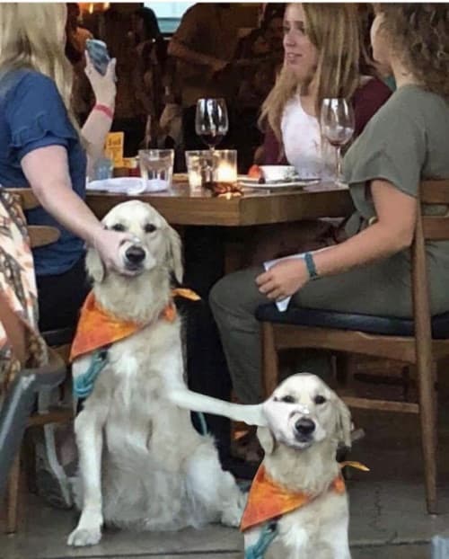 Jealous dog side eye